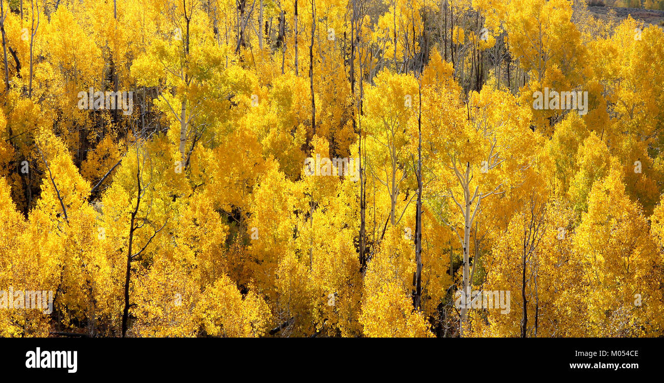 BOULDER MT, Garfield County, UT - 2016-09-30 Herbst Farbe (9) (30379036706) Stockfoto