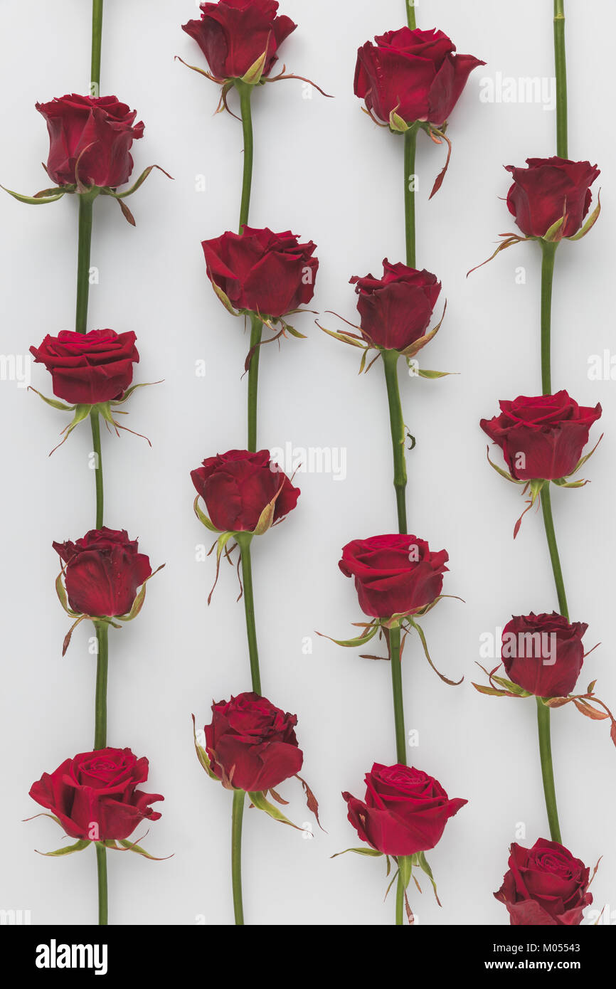 Full Frame der geordneten rote Rosen auf Weiß, st Valentines Tag Urlaub Konzept isoliert Stockfoto