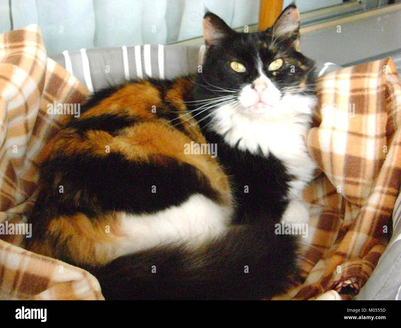 Eine Calico-Katze ist eine Hauskatze, die sich durch ihr dreifarbiges Fellmuster auszeichnet, das oft aus weißen, schwarzen und orangen oder braunen Flecken besteht. Es ist bekannt für sein lebhaftes Fell und ist in vielen Kulturen eine beliebte Rasse. Stockfoto