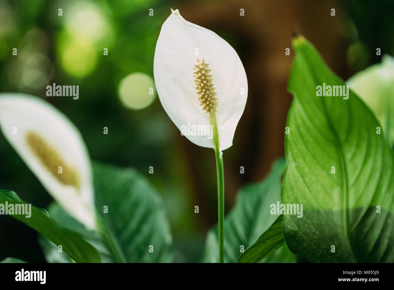 Grüne Blätter der Pflanze Blume Spathiphyllum. Es ist eine Gattung von