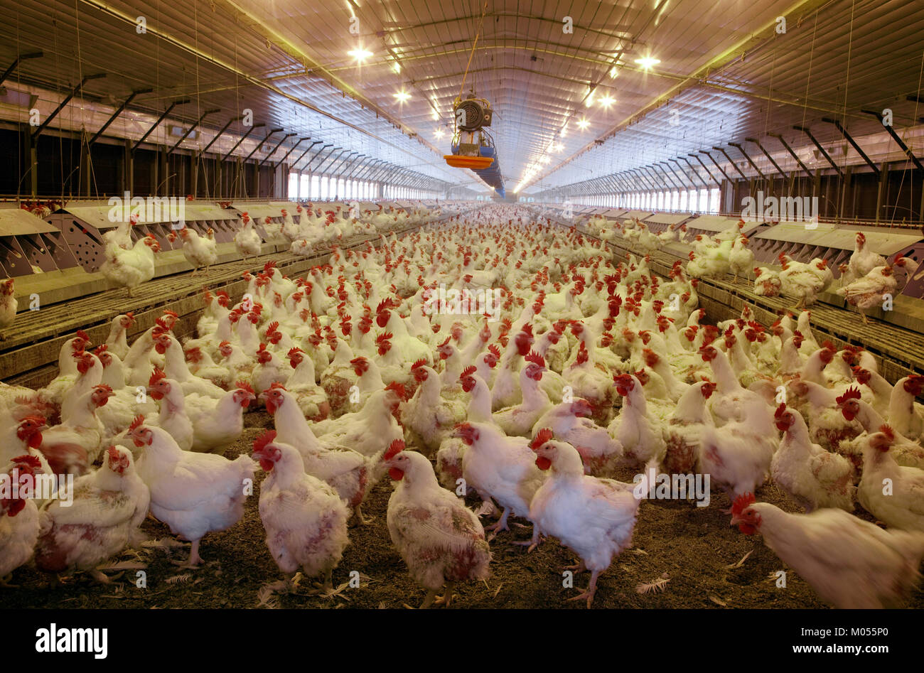 Hohe Bevölkerung von Hühnern Stockfoto