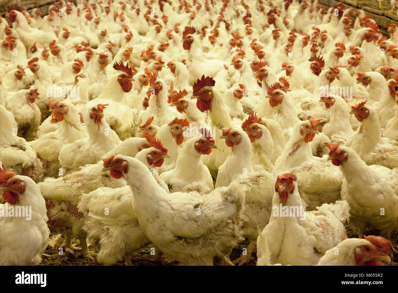 Hohe Bevölkerung von Hühnern Stockfoto
