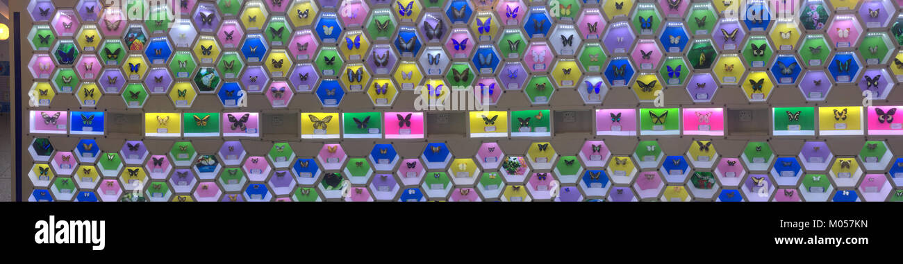 Die Ausstellung im Guangming Butterfly Valley zeigt eine Vielzahl von Schmetterlingsarten, die ihre ökologische Bedeutung und Schönheit betonen. Besucher können lebende Exemplare in einer naturalistischen Umgebung beobachten, die die Artenvielfalt der Region unterstreicht. Stockfoto