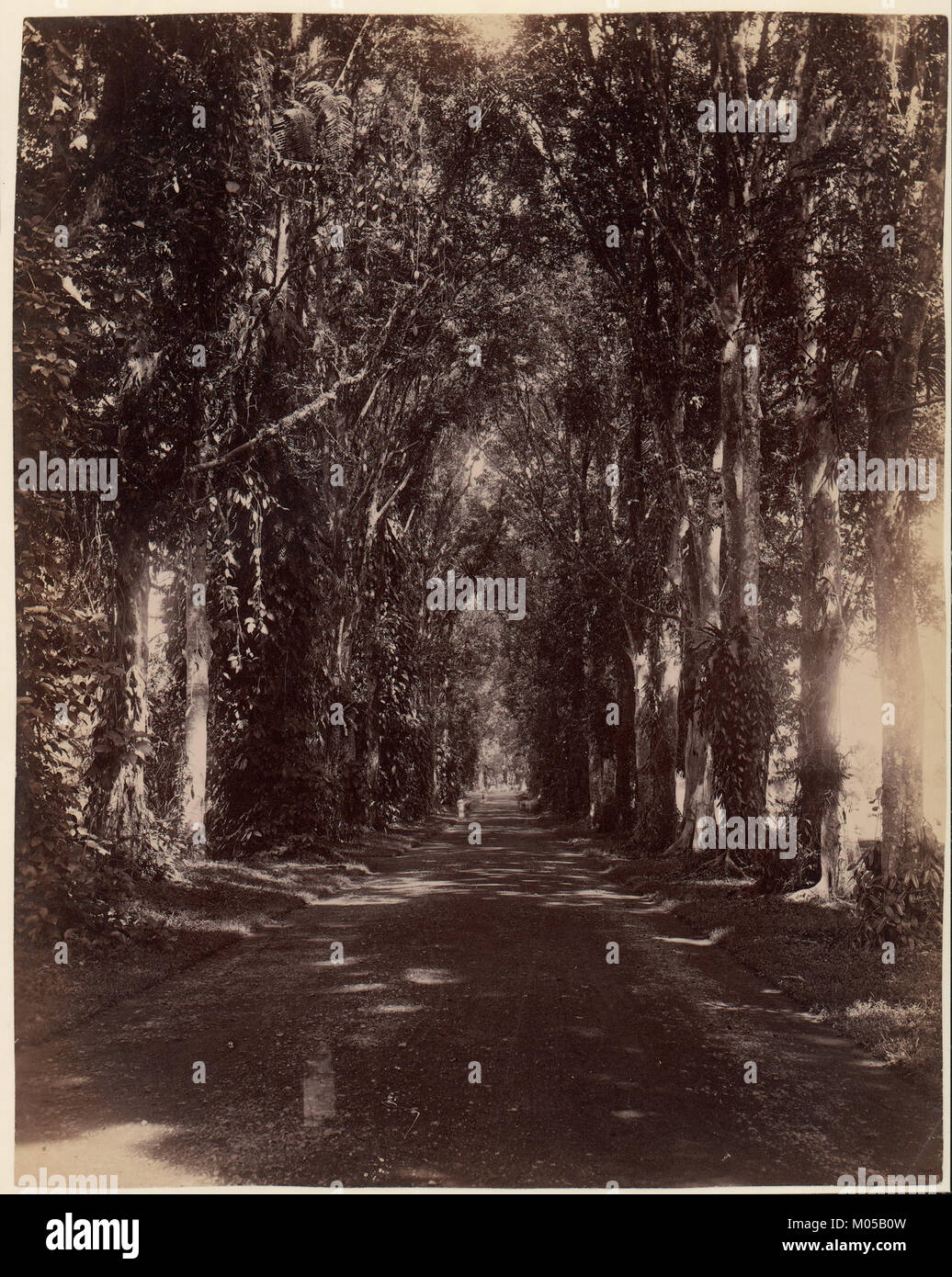 Buitenzorg, in Java gelegen, war historisch ein bedeutender administrativer und botanischer Ort während der niederländischen Kolonialzeit. Diese Forschung unterstreicht seine Rolle in der kolonialen Regierungsführung und der botanischen Forschung. Stockfoto
