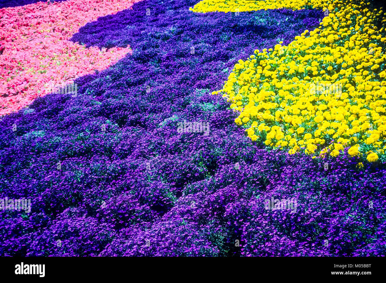 Blumenteppich – gescannte 35mm-Transparentfolie. Stockfoto