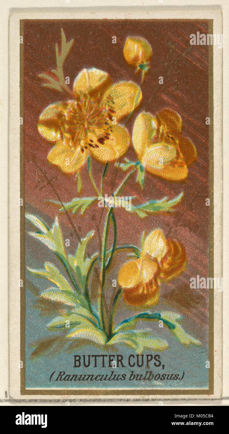 Diese Illustration von Buttercups (Ranunculus bulbosus) ist Teil der „Blumen“-Serie für Old Judge Zigaretten. Die botanische Darstellung zeigt die Schönheit und Details dieser Blume, die im frühen 20. Jahrhundert für die Vermarktung verwendet wurde. Stockfoto