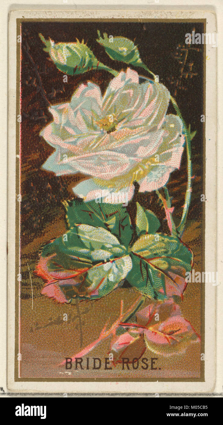 Dieser Druck mit dem Titel „Bride Rose“ ist Teil der Flowers-Serie für Old Judge Zigaretten mit lebendigen Darstellungen von Blumenarrangements. Es zeigt die feine Kunstfertigkeit, die in der Tabakwerbung während des frühen 20. Jahrhunderts verwendet wurde. Stockfoto