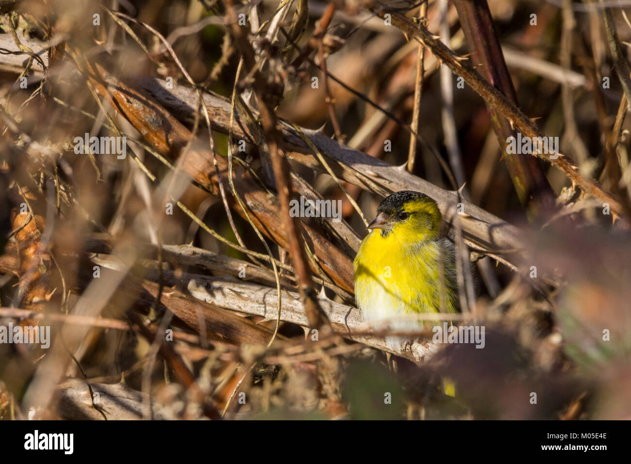 Siskin oder Carduelis spinus männliche tief im braunen Brambles im Kontrast zu den hellen gelben grünen Gefieder hellen Bauch und Black Crown' bib und lange Rechnung. Stockfoto