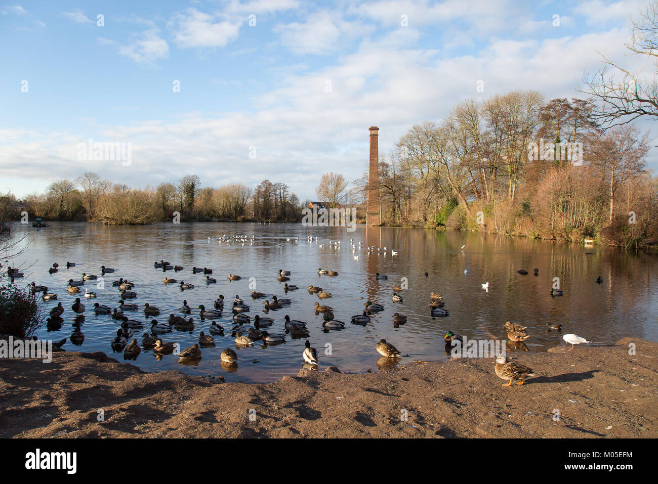 Enten Raffung am Pool an der Springfield Park, Kidderminster an einem kalten Winter mit blauer Himmel über. Britische Landschaft. Stockfoto