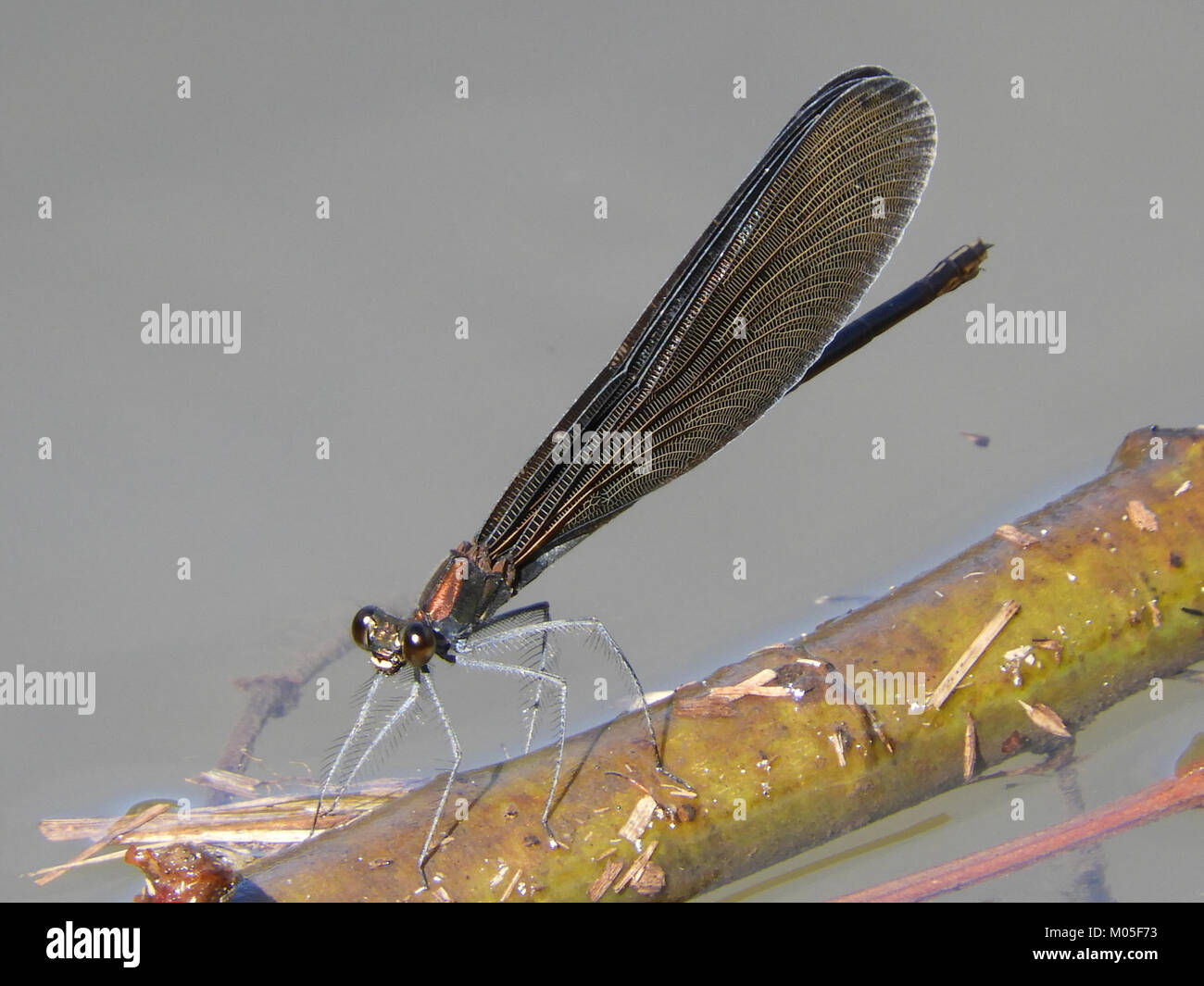 Calopteryx atrata, eine Art der Jungfliege, die 2017 in Japan beobachtet wurde, ist bekannt für ihre charakteristischen schwarzen Flügel und ist eine bemerkenswerte Art in entomologischen Studien. Stockfoto