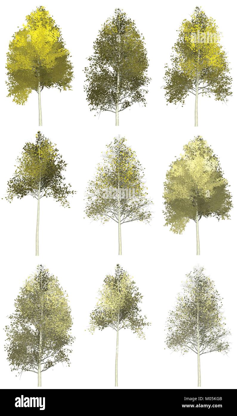Sammlung von 9 gelb lackiert Espen Stock Vektor