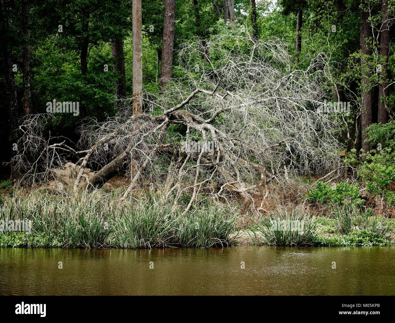 Feder TX USA - 28. März 2017 - Tote gefallenen Baum an einem See in den Wäldern rund um das Woodlands TX Stockfoto