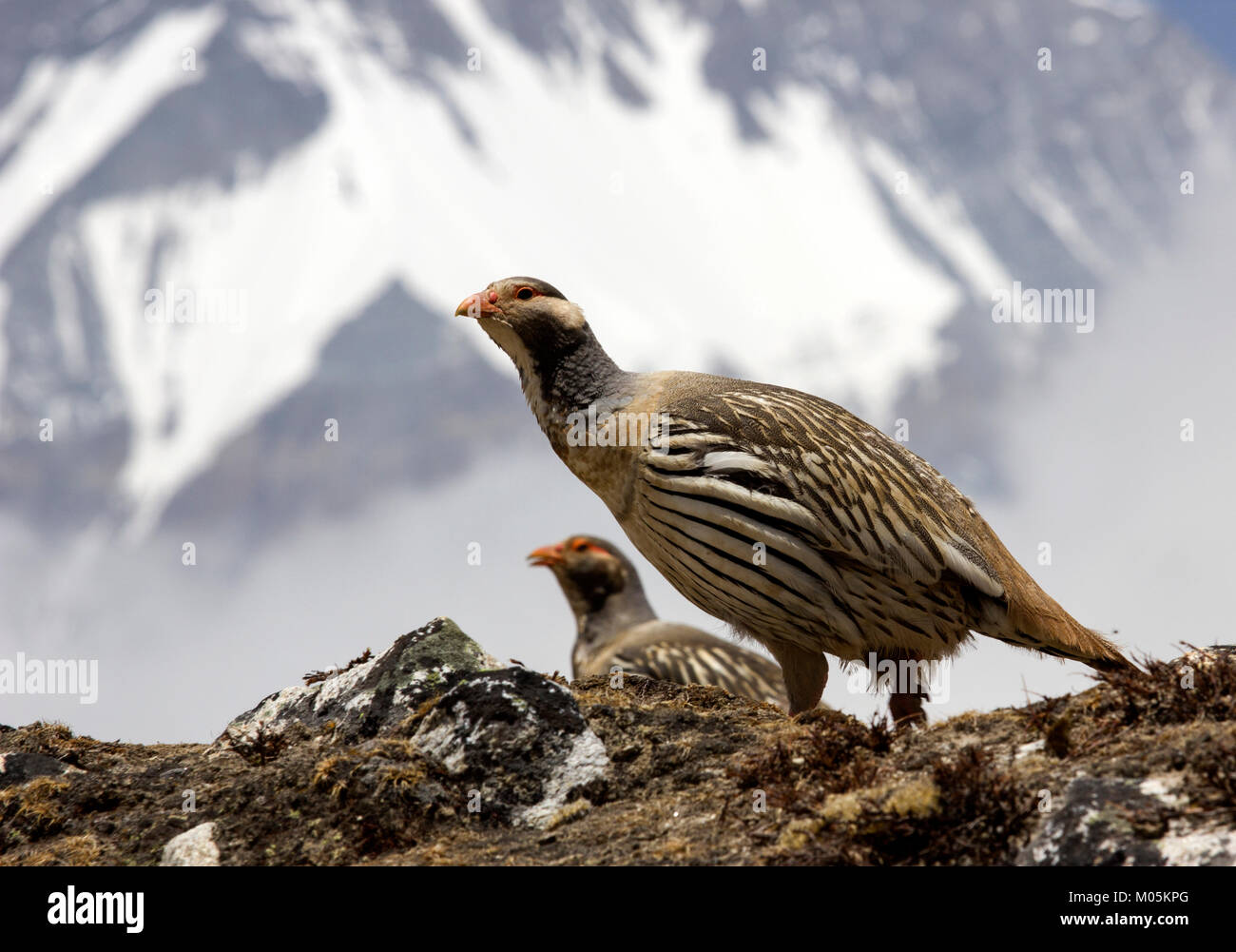 Snowcock, Berg Vogel in der Everest Region in Nepal. Stockfoto
