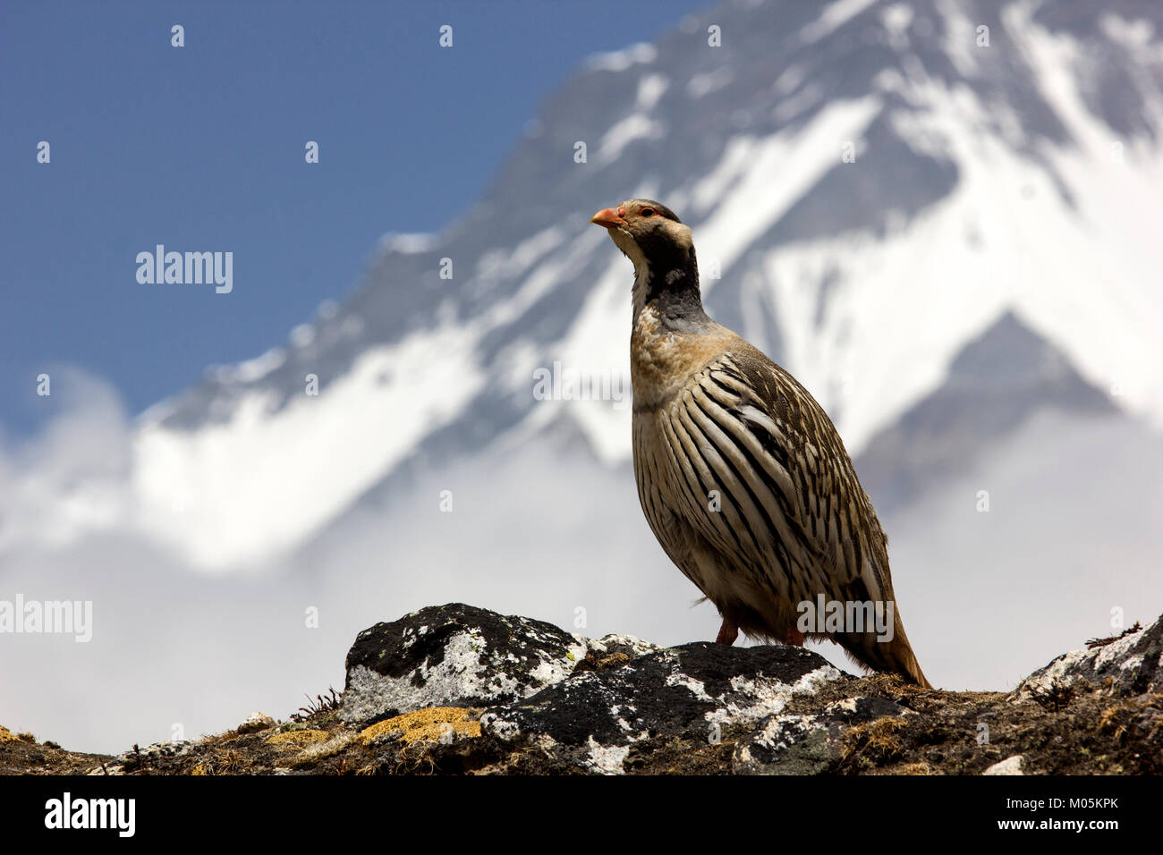 Snowcock, Berg Vogel in der Everest Region in Nepal. Stockfoto