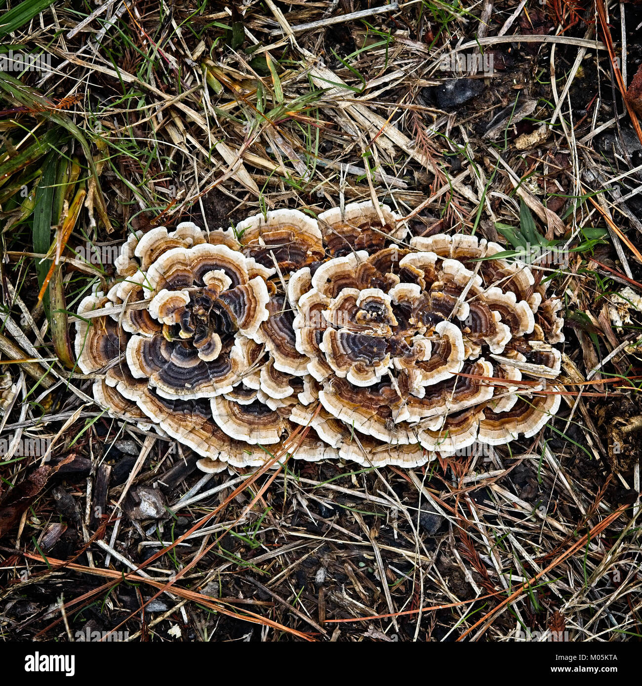 Conroe TX USA - Dez. 19, 2017 - Pilze der Wald im Wald an einem Wintertag. Stockfoto