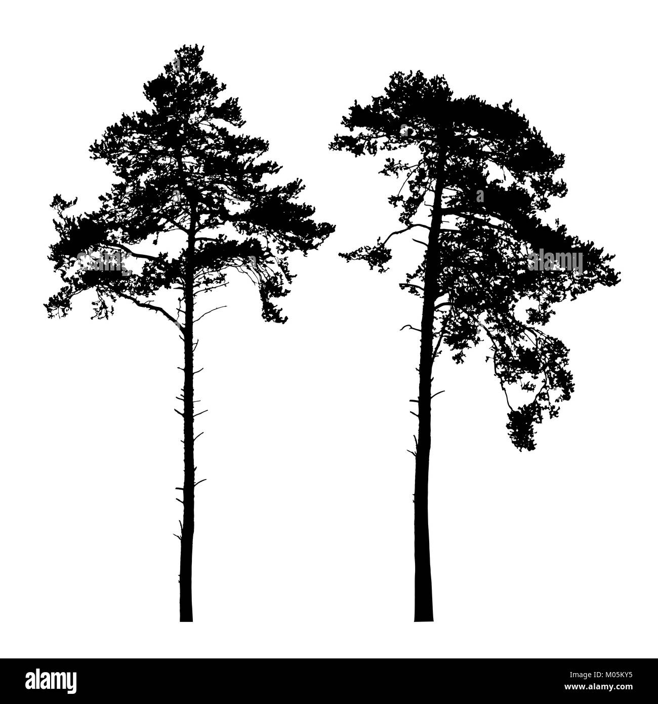 Der Vektor Silhouetten von hohen Nadelbäumen auf weißem Hintergrund Stock Vektor