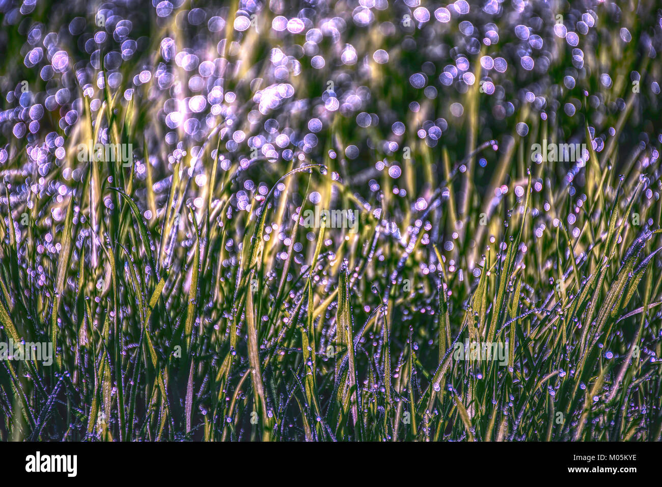 Morgentau auf Gras, Tageslicht und schönen violetten Bokeh. Natur abstrakt. Stockfoto