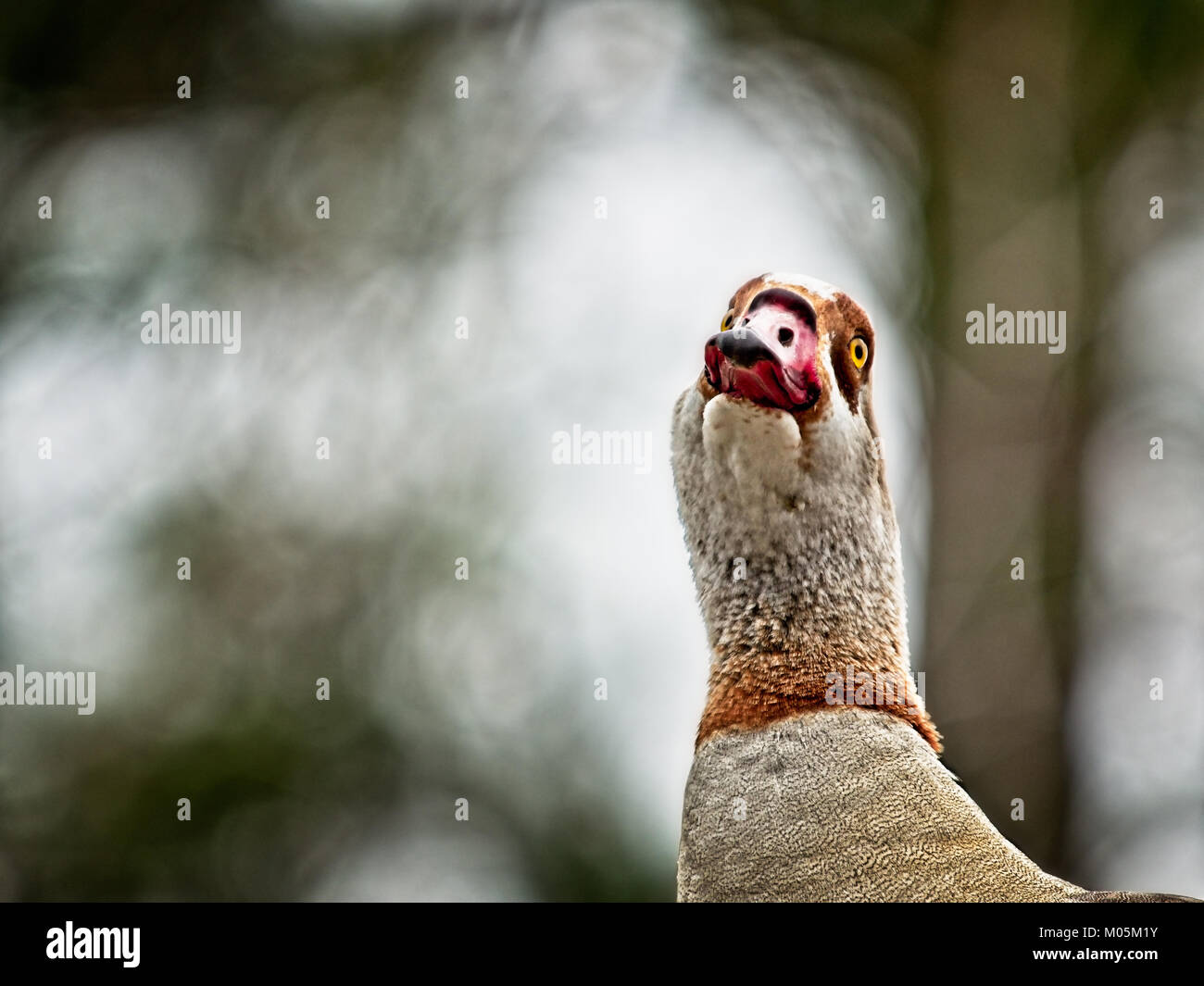 Das Waldland TX USA - Jan. 9, 2018 - Nilgans. Eine der 3 Herden in den USA in North Houston Stockfoto