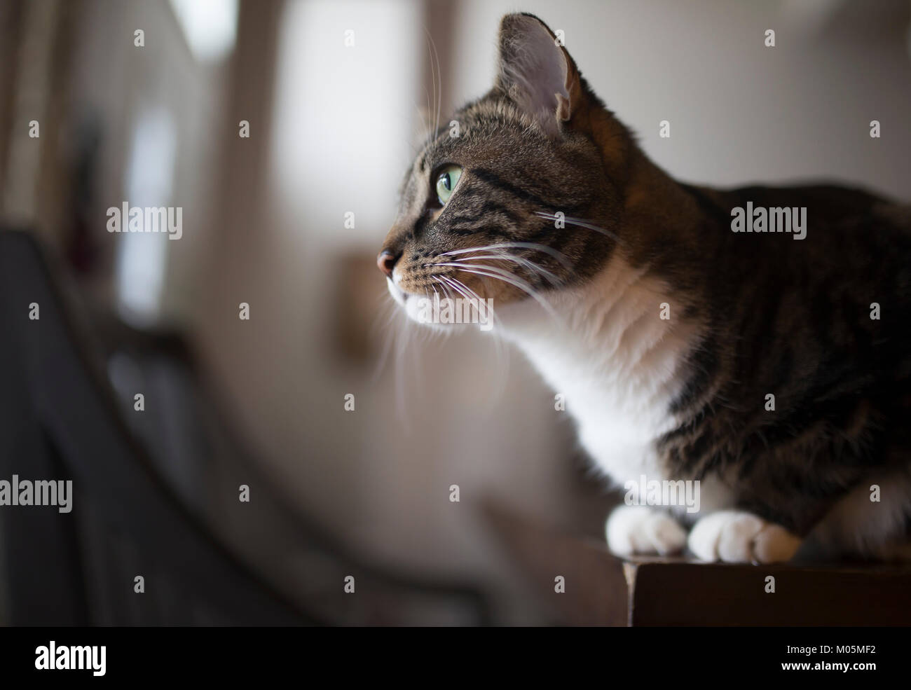 Der Blick auf die Katze, Fenster Stockfoto