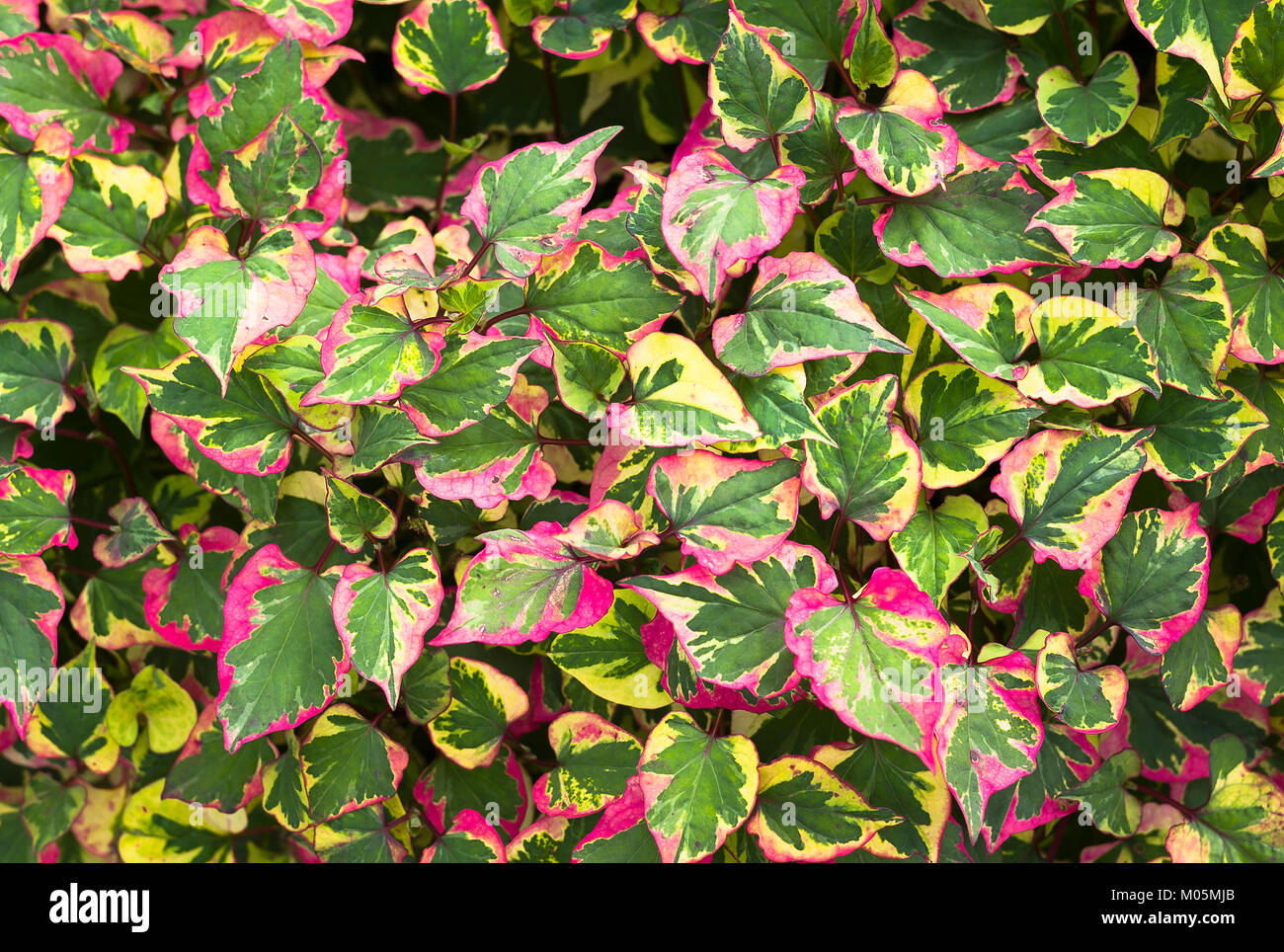 Hosta undulata 'cordata Chamäleon zeigt farbenfrohe Panaschierung auf die Laubbäume folidage in Großbritannien Stockfoto