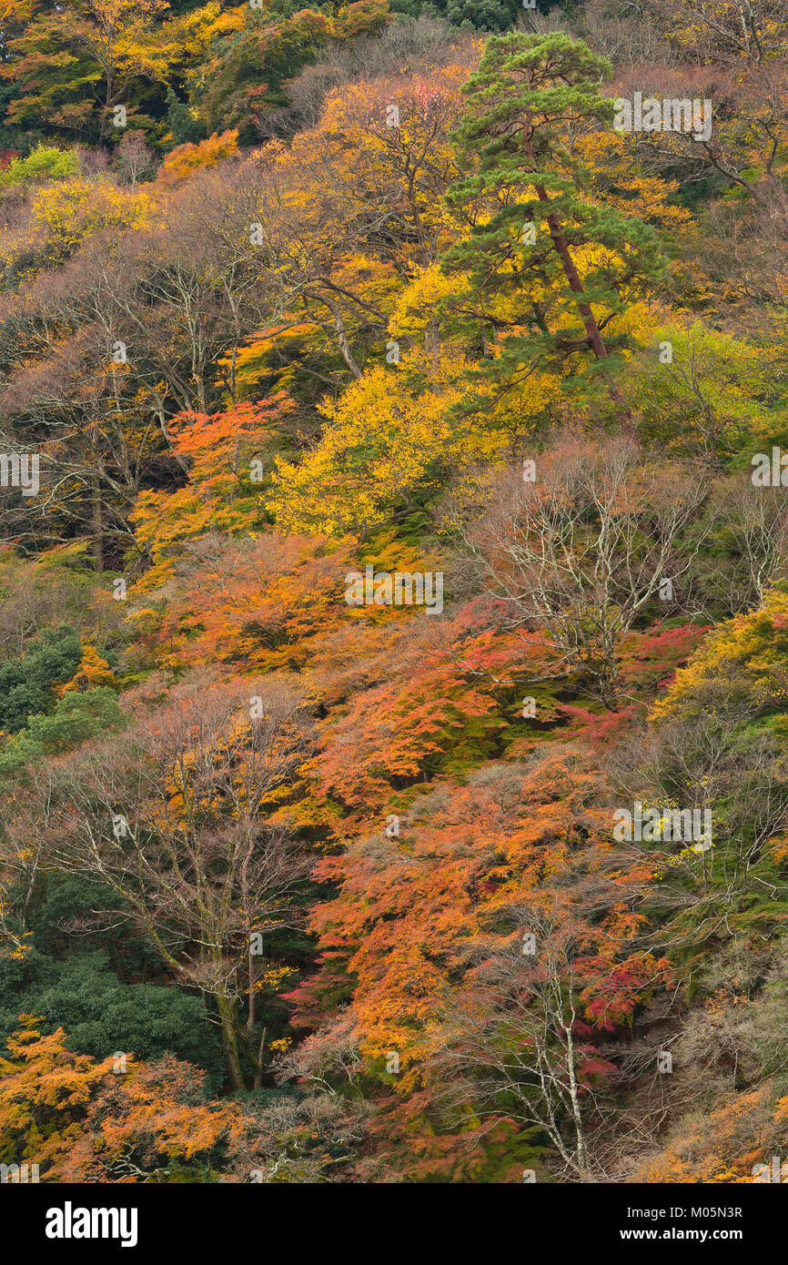 Herbst Farbe im Wald entlang der Seto Fluss in Kyoto, Japan. Stockfoto