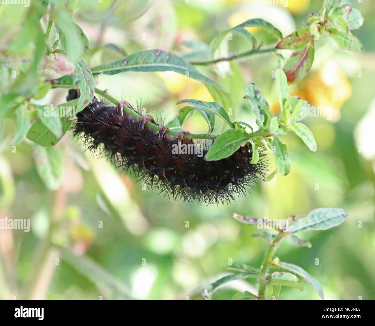 Eyed Tiger Moth Caterpillar rollt sich von Kopf bis Fuß, wenn zu diesem Zeitpunkt die Rote in zwischen den Segmenten Angst mehr spürbar. Stockfoto