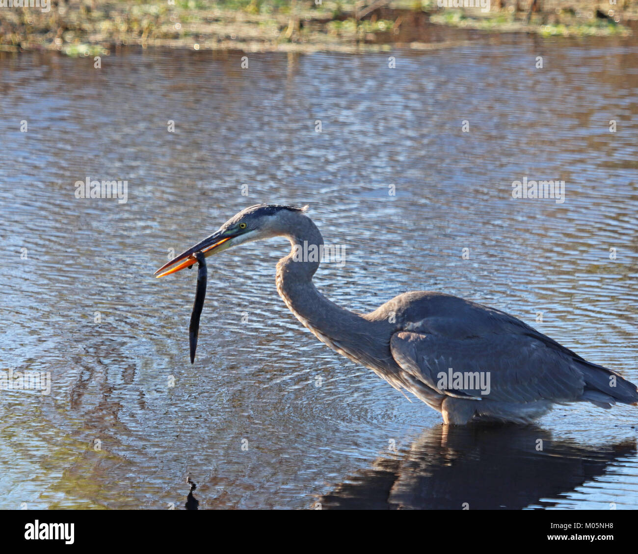 Great Blue Heron mit einer Schlange im Schnabel auf der überflutet Paynes Prairie Preserve State Park in Florida Stockfoto