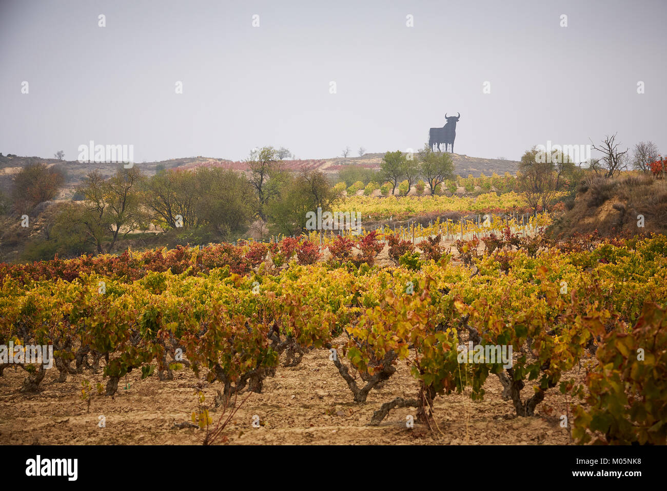 1/11/17 Osborne Stier in Rioja Weingut in der Nähe von San Asensio, La Rioja, Spanien. Foto von James Sturcke | sturcke.org Stockfoto