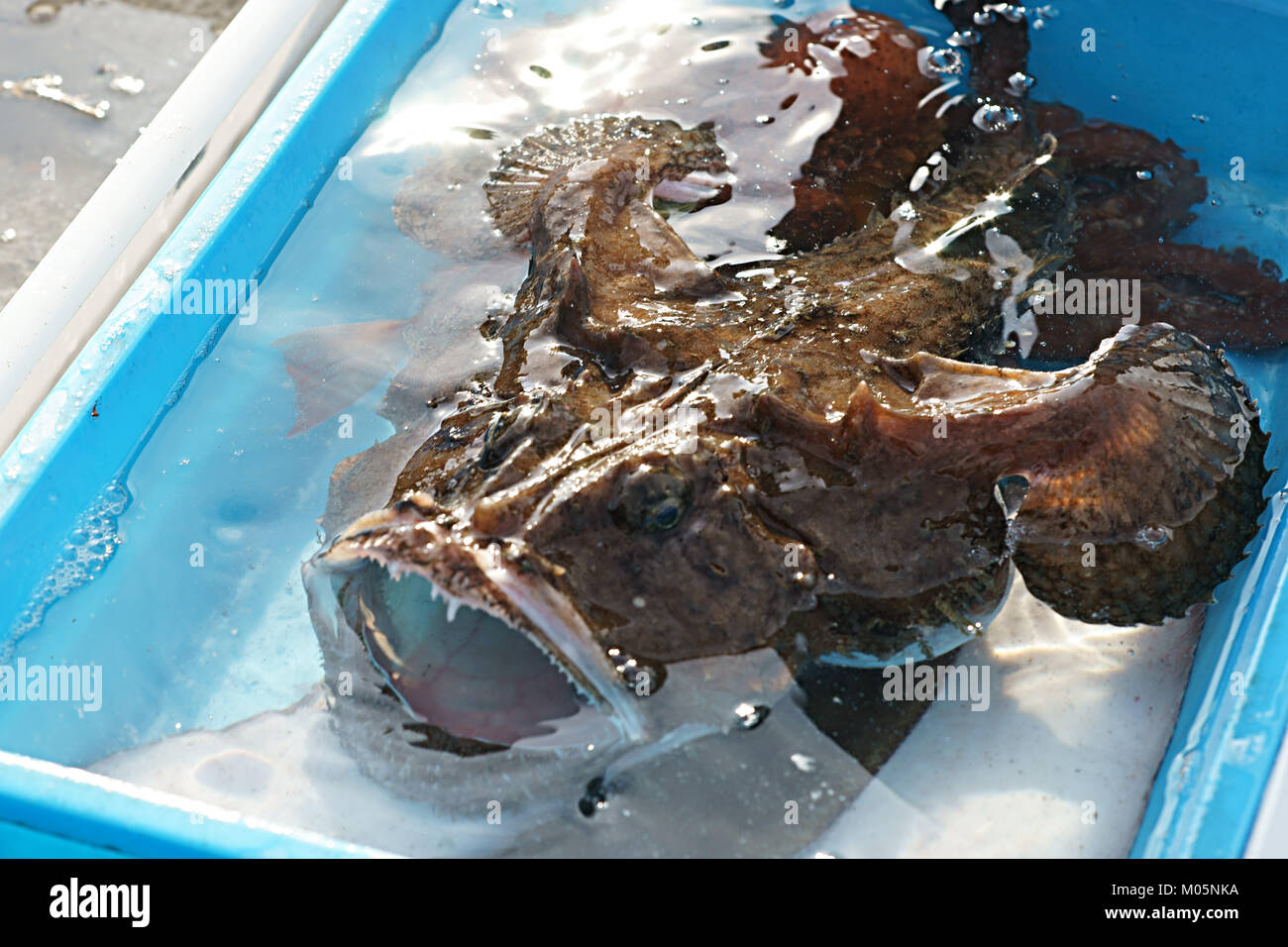 Eine lebendige Seeteufel lophius sitzen in einer Box, am Fischmarkt in Neapel, Italien Stockfoto