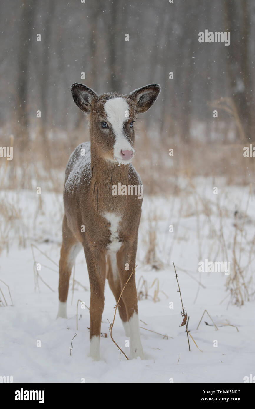 Weißwedelhirsche (Odocoileus virginianus), Piebald fawn Stockfoto
