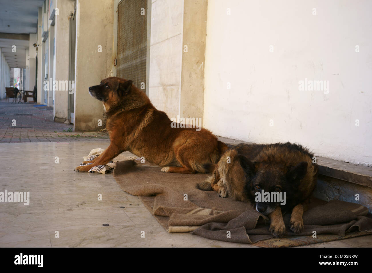 Inukai in Santa Maria Capua Vetere, Caserta, Italien Stockfoto