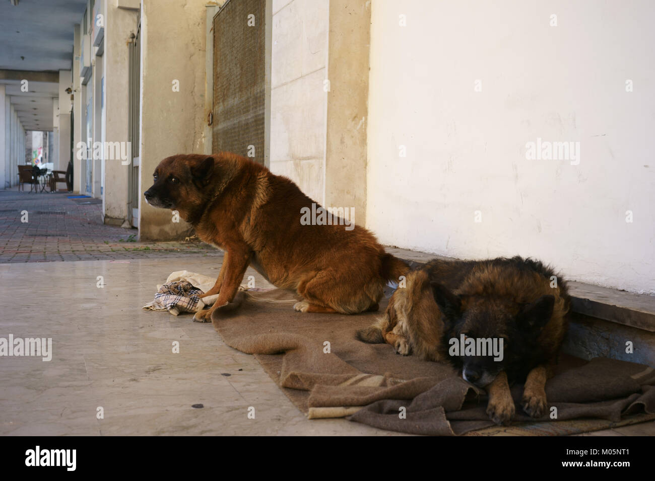 Inukai in Santa Maria Capua Vetere, Caserta, Italien Stockfoto