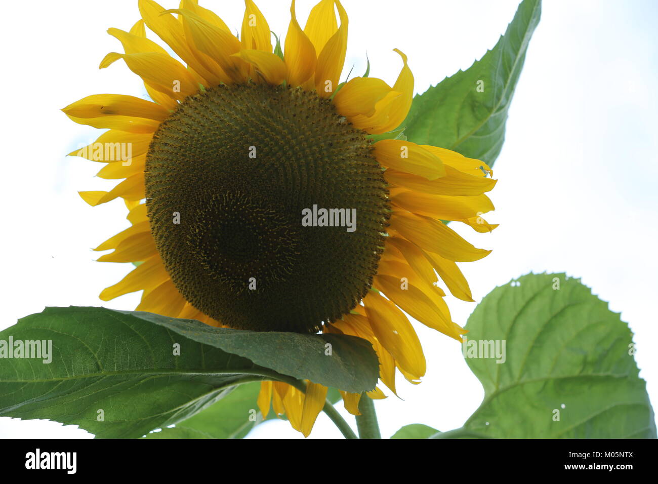 Sonnenblumen Aufhellung der Sommergarten Stockfoto