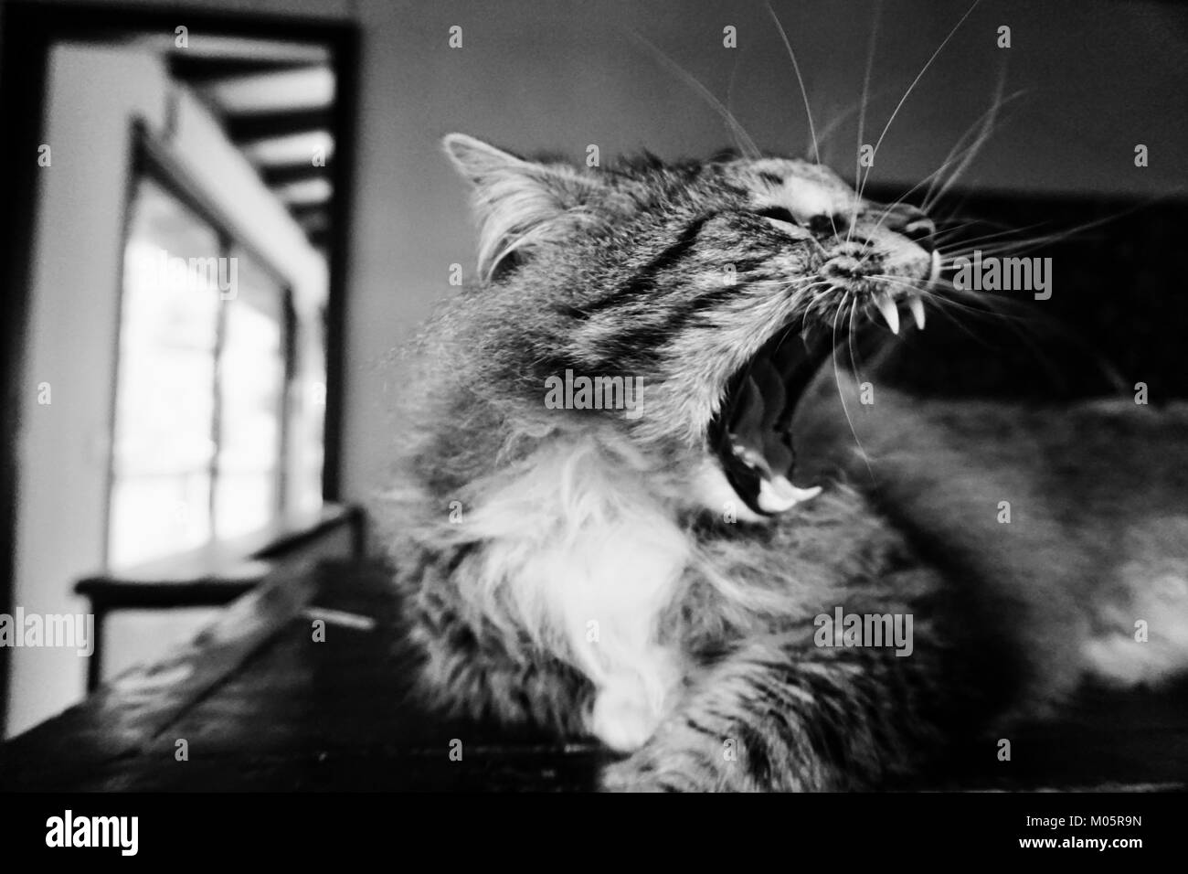 Norwegische Waldkatze Gähnen Stockfoto