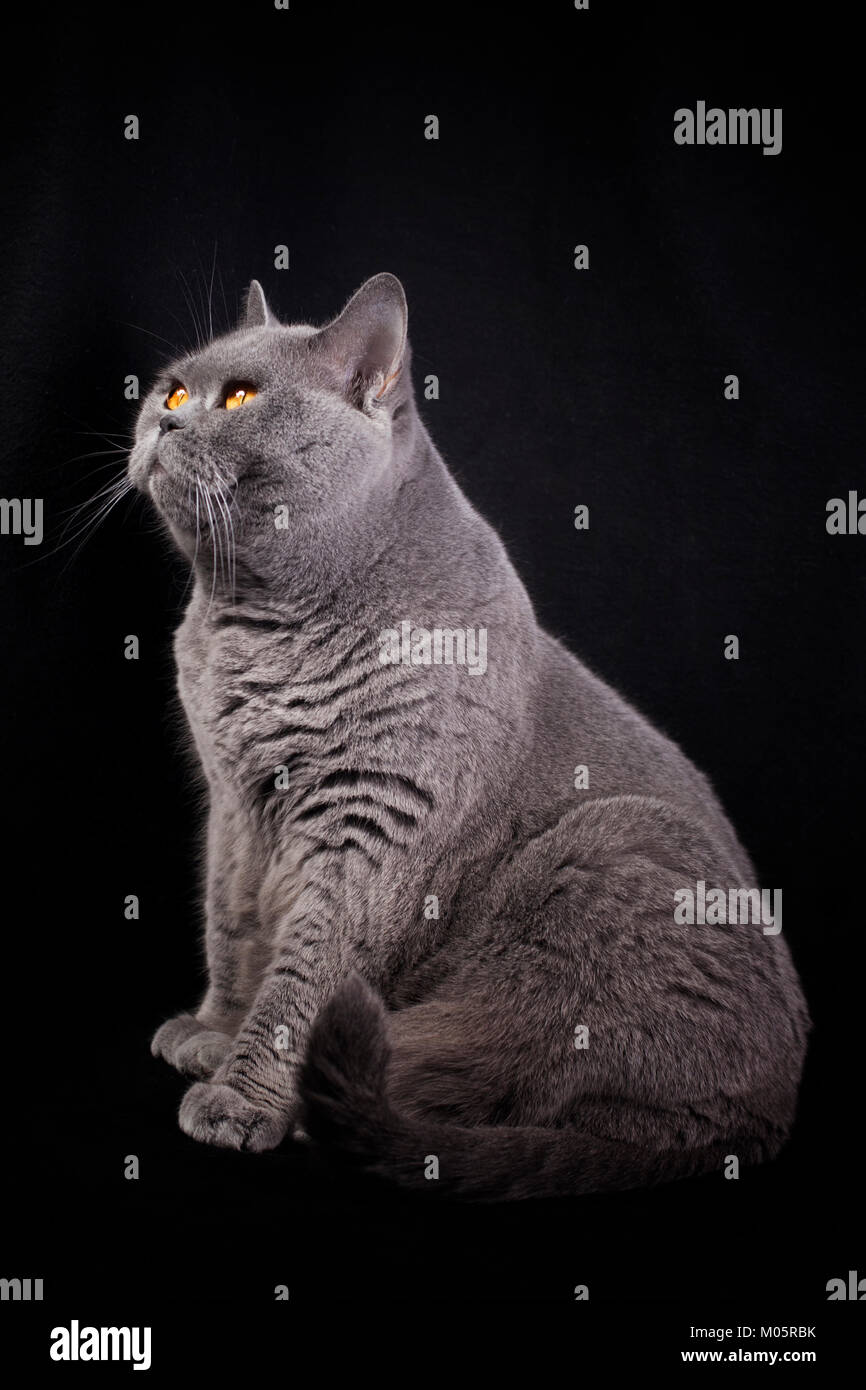 Grauen Kurzhaar Katze British sitzt auf einem schwarzen Hintergrund und nachschlagen Stockfoto
