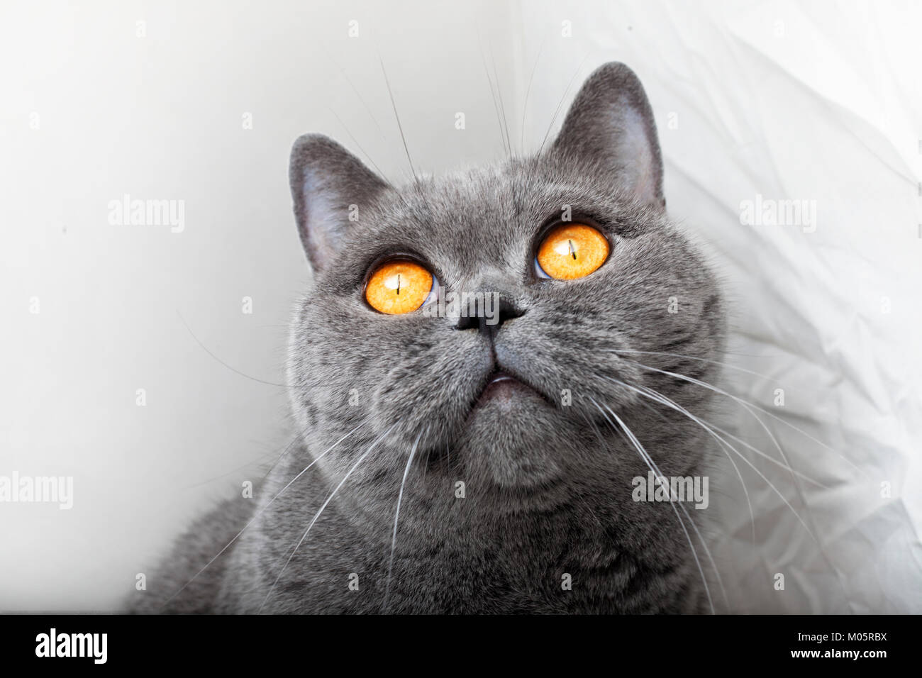 Fang der grauen britische Katze hautnah Stockfoto
