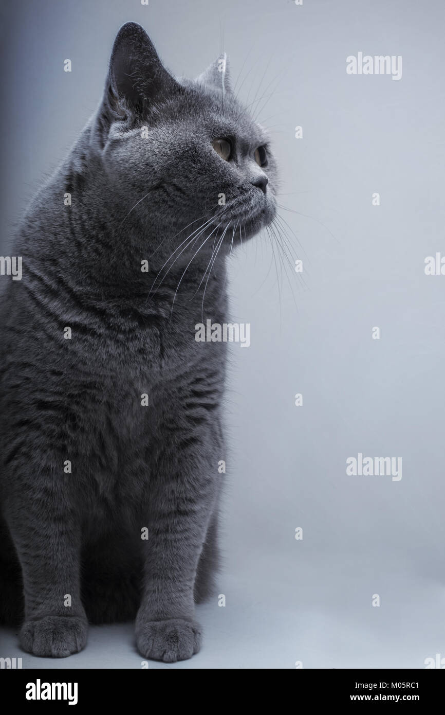 Portrait von Beautifu lustig inländischen grau Britische cat closeup Stockfoto