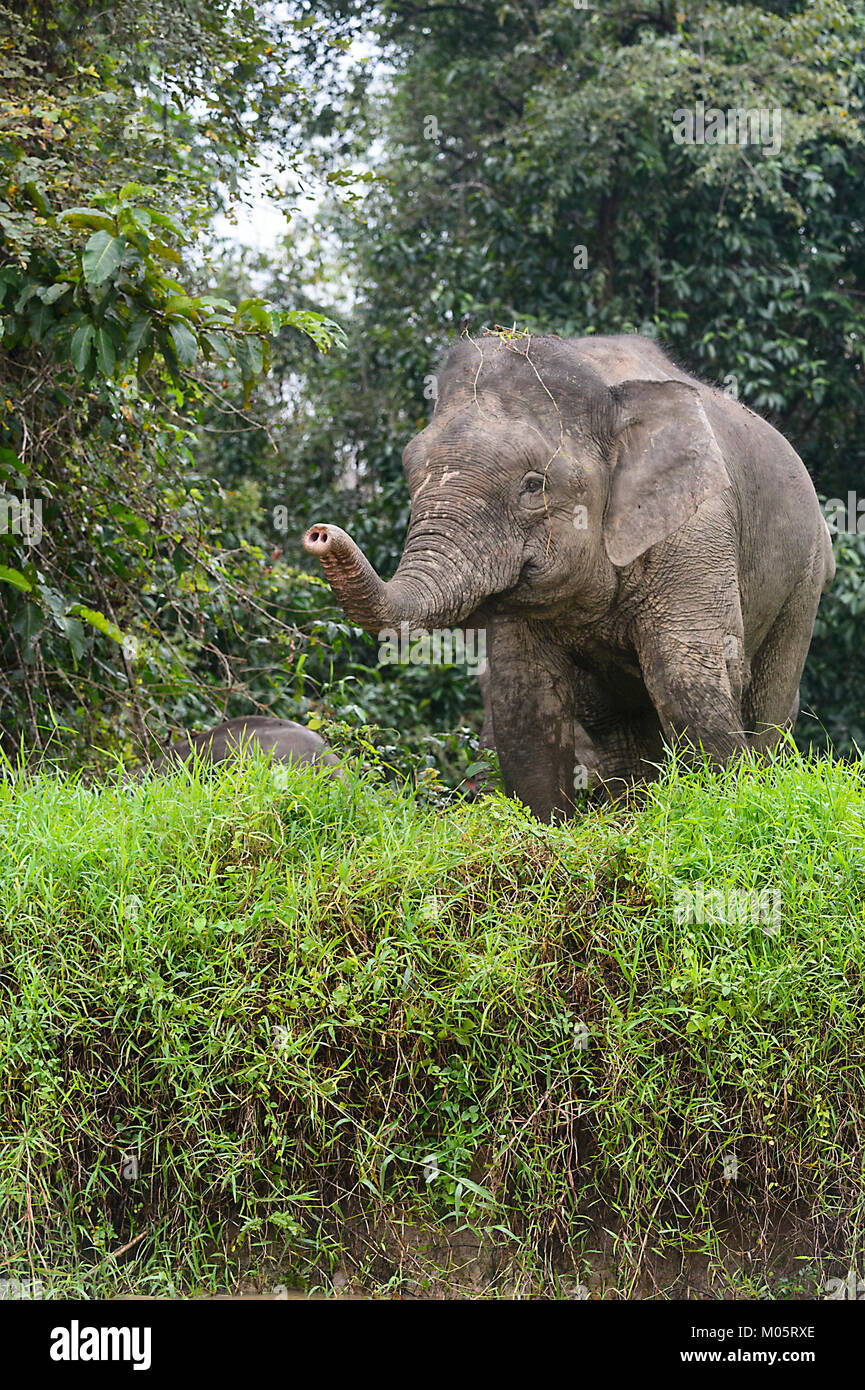Borneo Pygmy Elefanten (‎Elephas maximus Borneensis), Sukau Kinabatangan, Borneo, Sabah, Malaysia Stockfoto