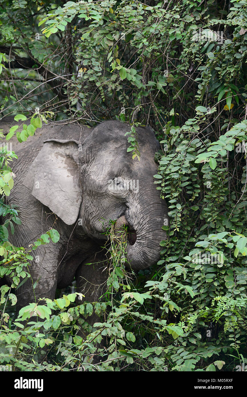 Borneo Pygmy Elefanten (‎Elephas maximus Borneensis) Ernährung Sukau Kinabatangan, Borneo, Sabah, Malaysia Stockfoto
