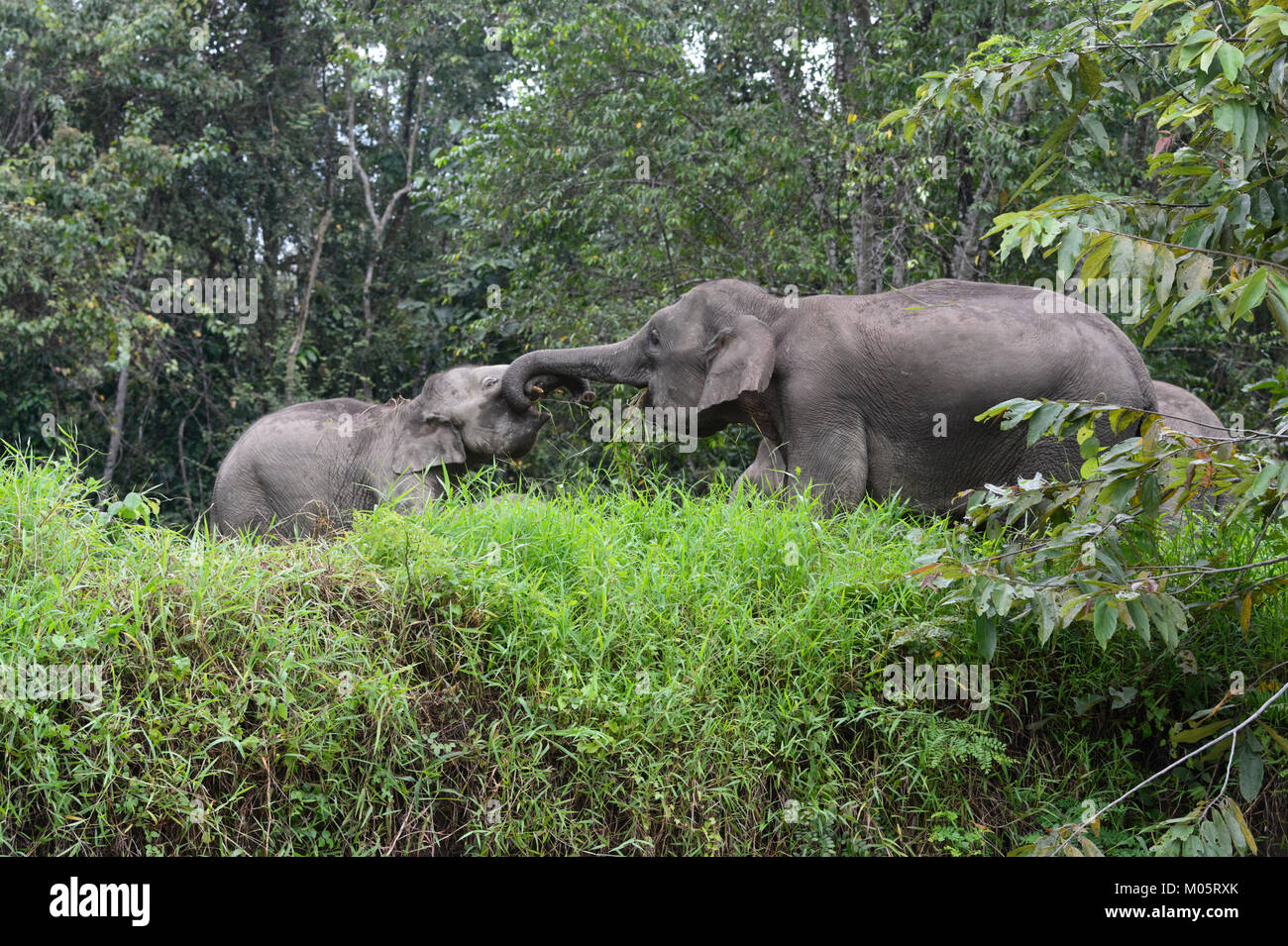 Borneo Pygmy Elefanten (‎Elephas maximus Borneensis), Sukau Kinabatangan, Borneo, Sabah, Malaysia Stockfoto