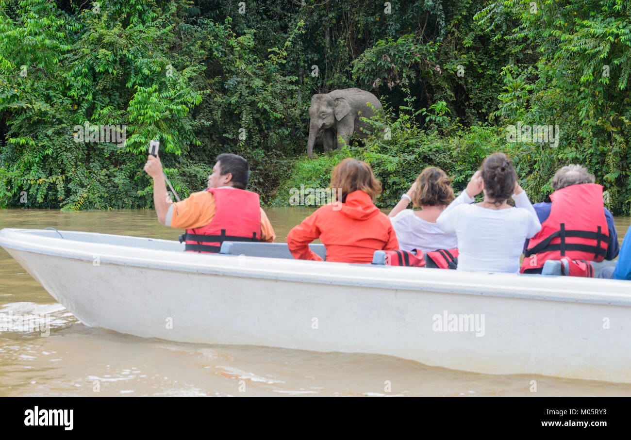 Touristen auf dem kinabatangan Fluss Ort eine Borneo Pygmy Elefanten (Elephas maximus Borneensis), Sukau Kinabatangan, Borneo, Sabah, Malaysia Stockfoto