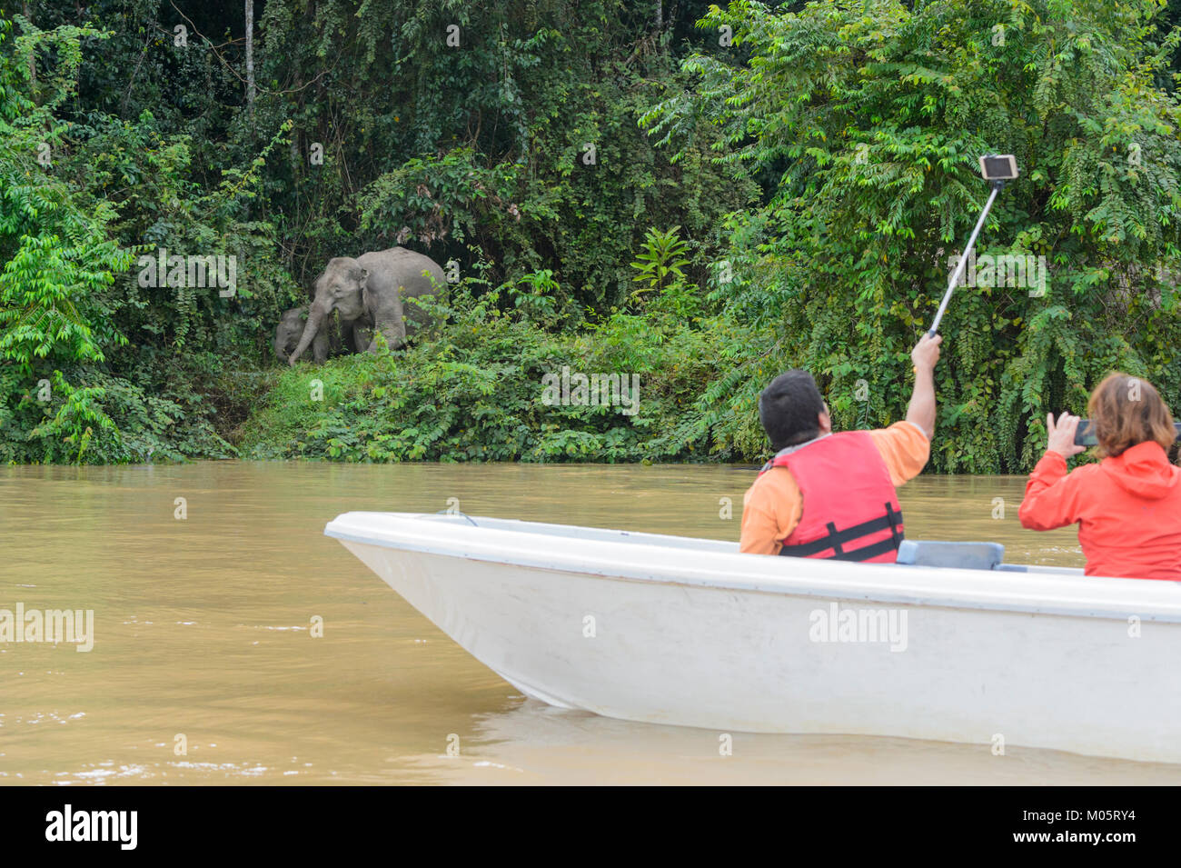 Touristen auf dem kinabatangan Fluss eine selfie Neben einem Borneo Pygmy Elefanten (Elephas maximus Borneensis), Sukau Kinabatangan, Borneo, Sabah, Ma Stockfoto