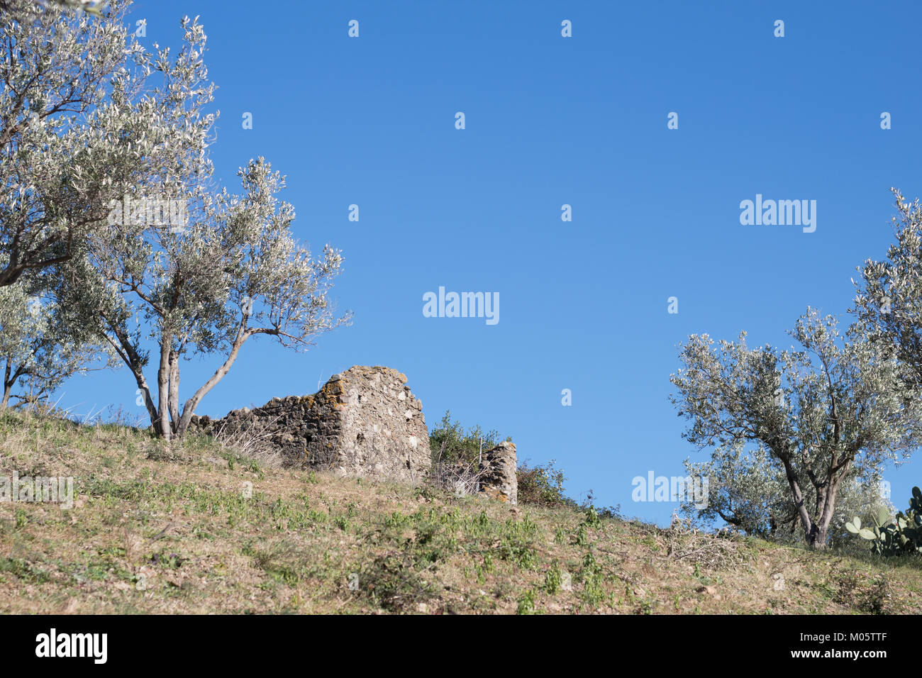 Ruinierte Struktur von Olivenbäumen gegen den blauen Himmel umgeben. Stockfoto
