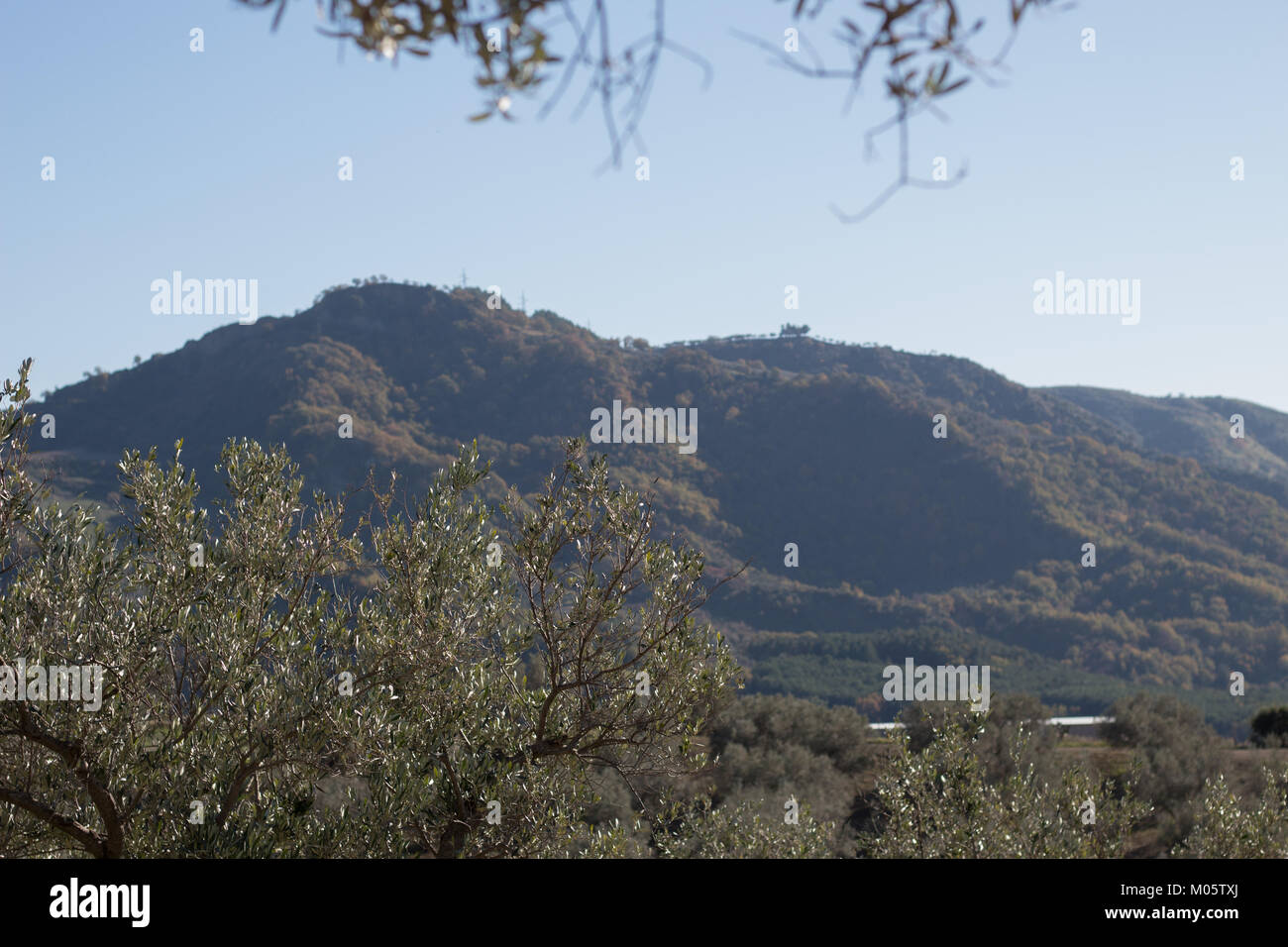 Olivenbäume mit Hügeln hinter, flacher konzentrieren. Kalabrien, Italien. Stockfoto