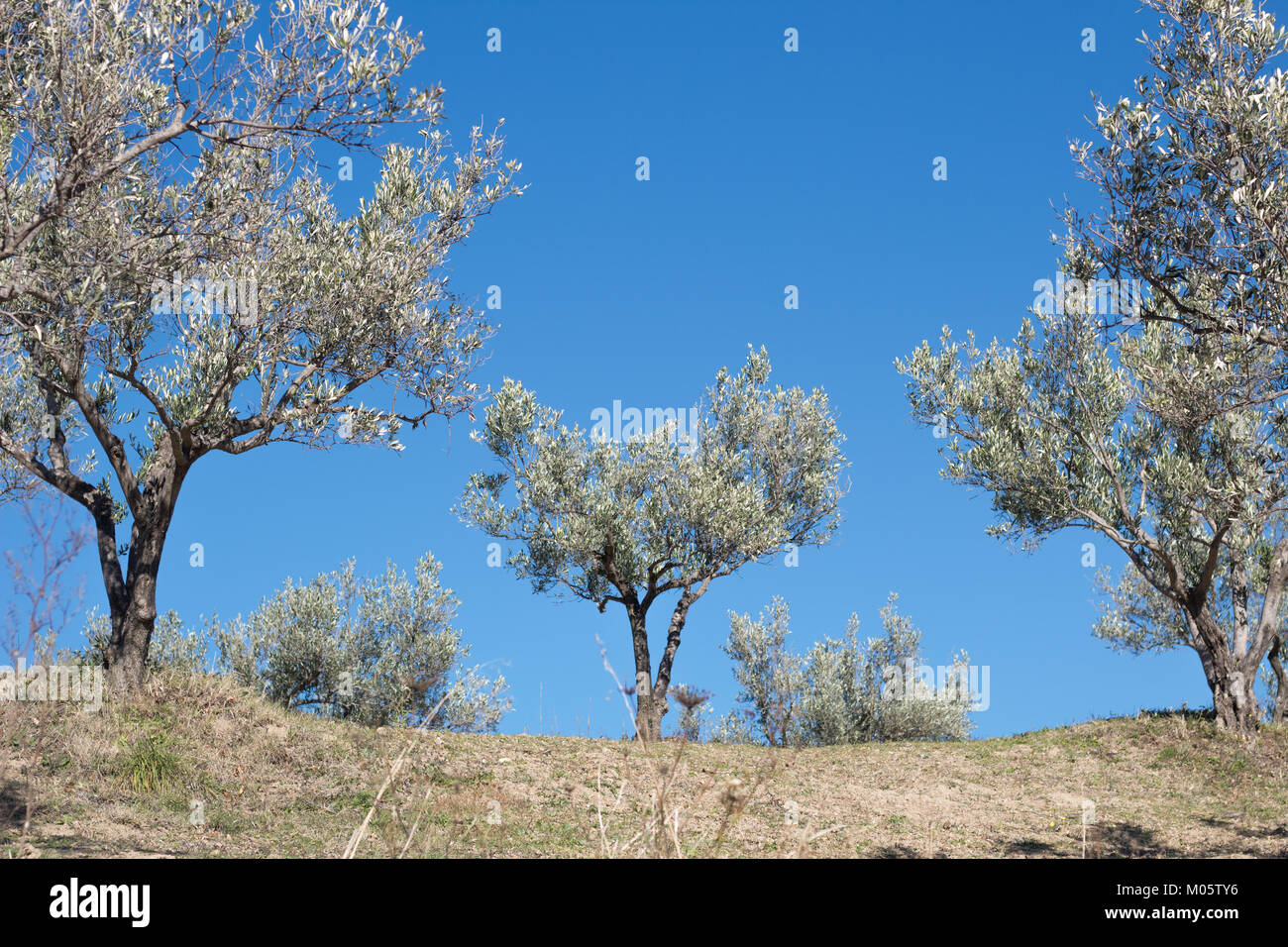 Olivenbäume gegen den klaren blauen Himmel. Kalabrien, Italien. Stockfoto