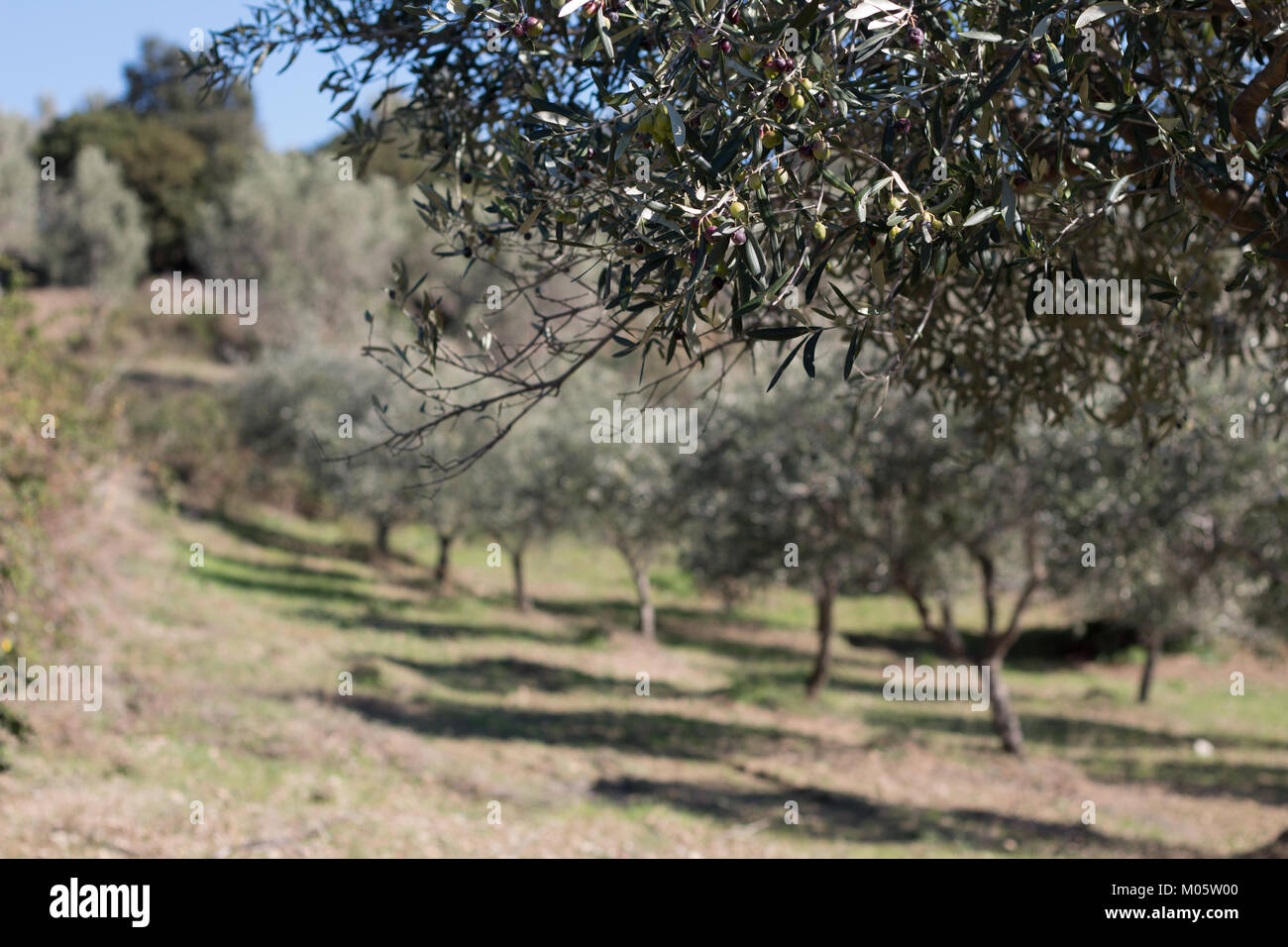 Ast mit Olivenhain Hintergrund, flacher konzentrieren. Kalabrien, Italien. Stockfoto