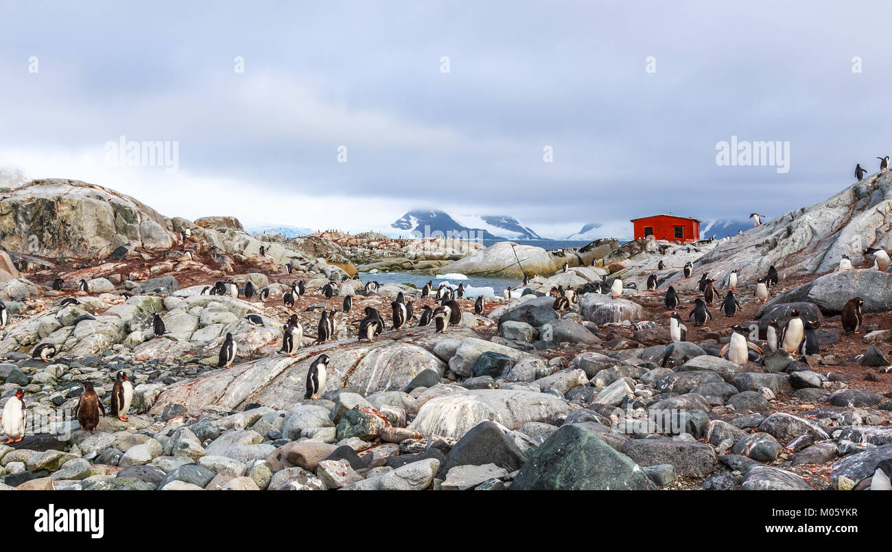 Felsige Küste überfüllt mit Flock von Gentoo Penguins und Fjord mit polar Hütte im Hintergrund, Peterman Island, Antarktische Halbinsel Stockfoto