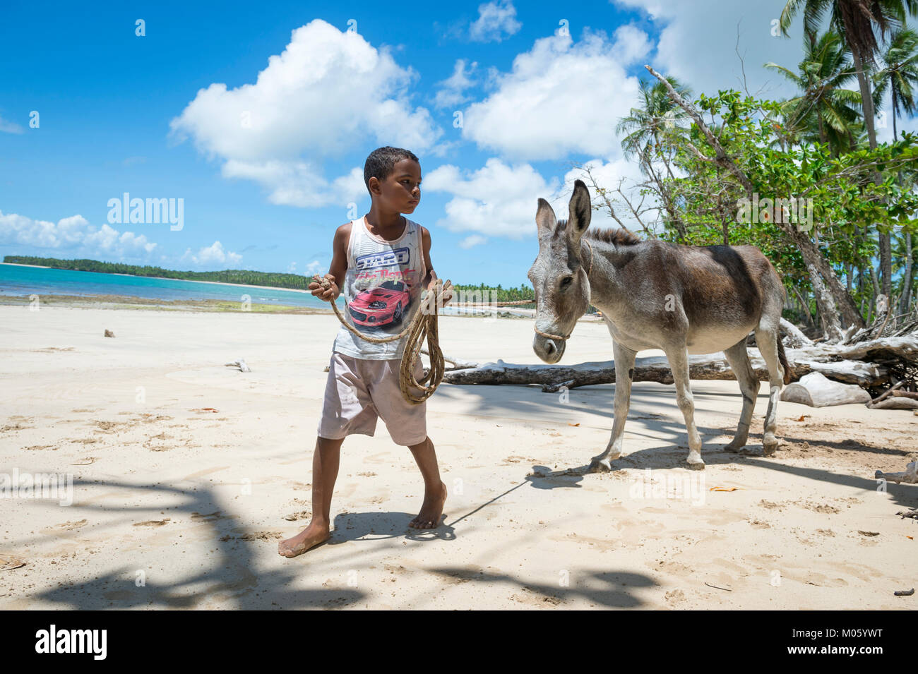 BAHIA, BRASILIEN - 11. MÄRZ 2017: Eine junge Brasilianische führt ein Maultier auf den mit Palmen gesäumten Ufer von einem Strand in der Fernbedienung die "Nordeste" Region fahren. Stockfoto