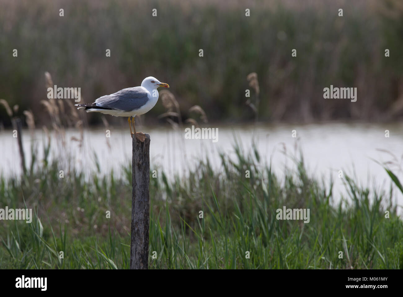 Mittelmeermöwe, Mittelmeer-Möwe, Möwe, Möwen, Mittelmeermöve, Larus michahellis, Yellow-legged Gull, Möwe, Möwen, (Weißkopfmöwe, Larus cachinnans) Stockfoto