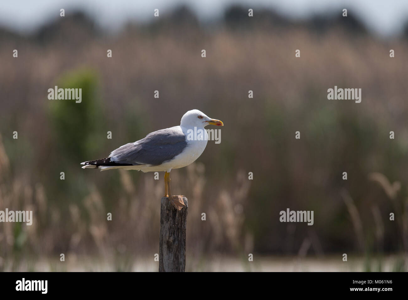 Mittelmeermöwe, Mittelmeer-Möwe, Möwe, Möwen, Mittelmeermöve, Larus michahellis, Yellow-legged Gull, Möwe, Möwen, (Weißkopfmöwe, Larus cachinnans) Stockfoto